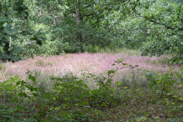 Tous en Forêt ! Les forestiers vous rencontrent en forêt régionale de Verneuil