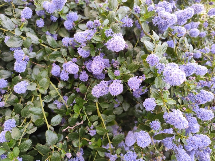 Jardins ouvriers des Vertus