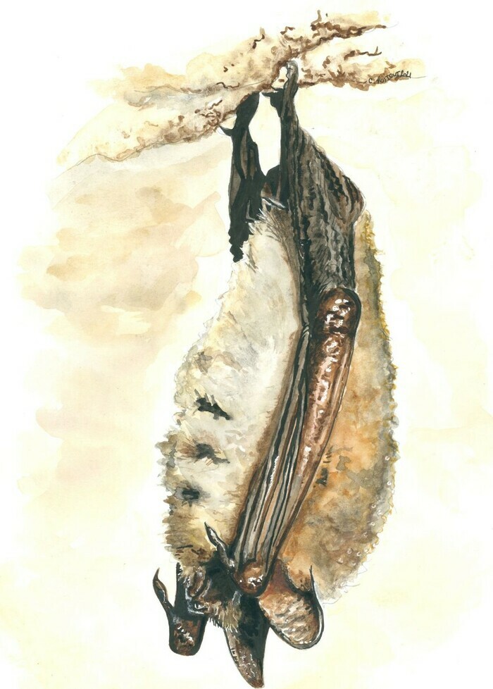 Balade naturaliste : "Echos dans la nuit"