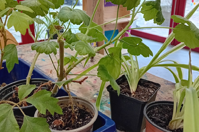 Trocs de bouture et comptoir aux graines