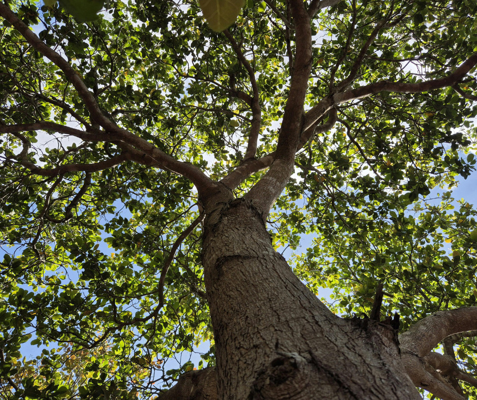 Sortie « Au pied de mon arbre »