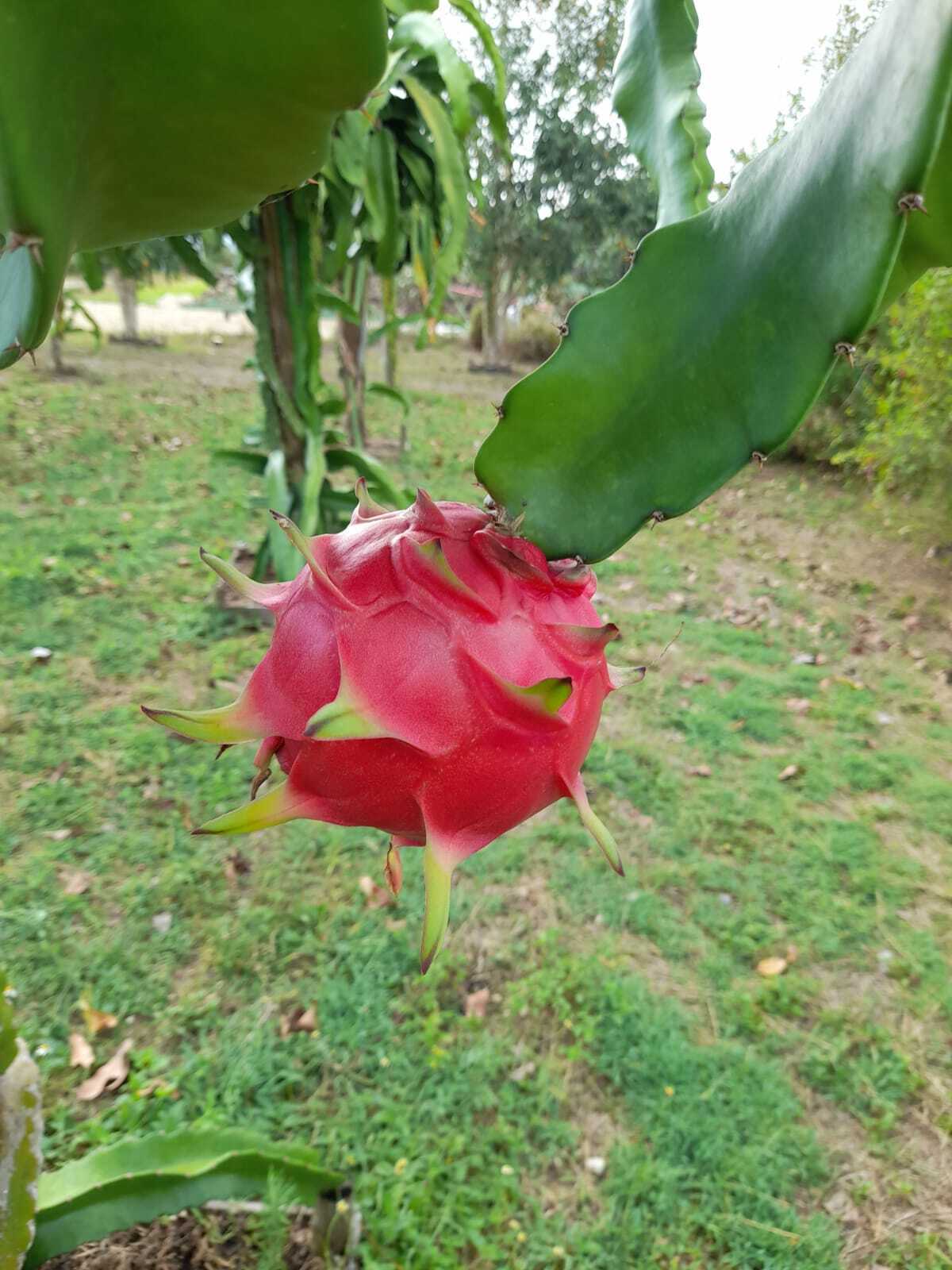 Visite découverte d'un fabuleux verger, jardin nourricier