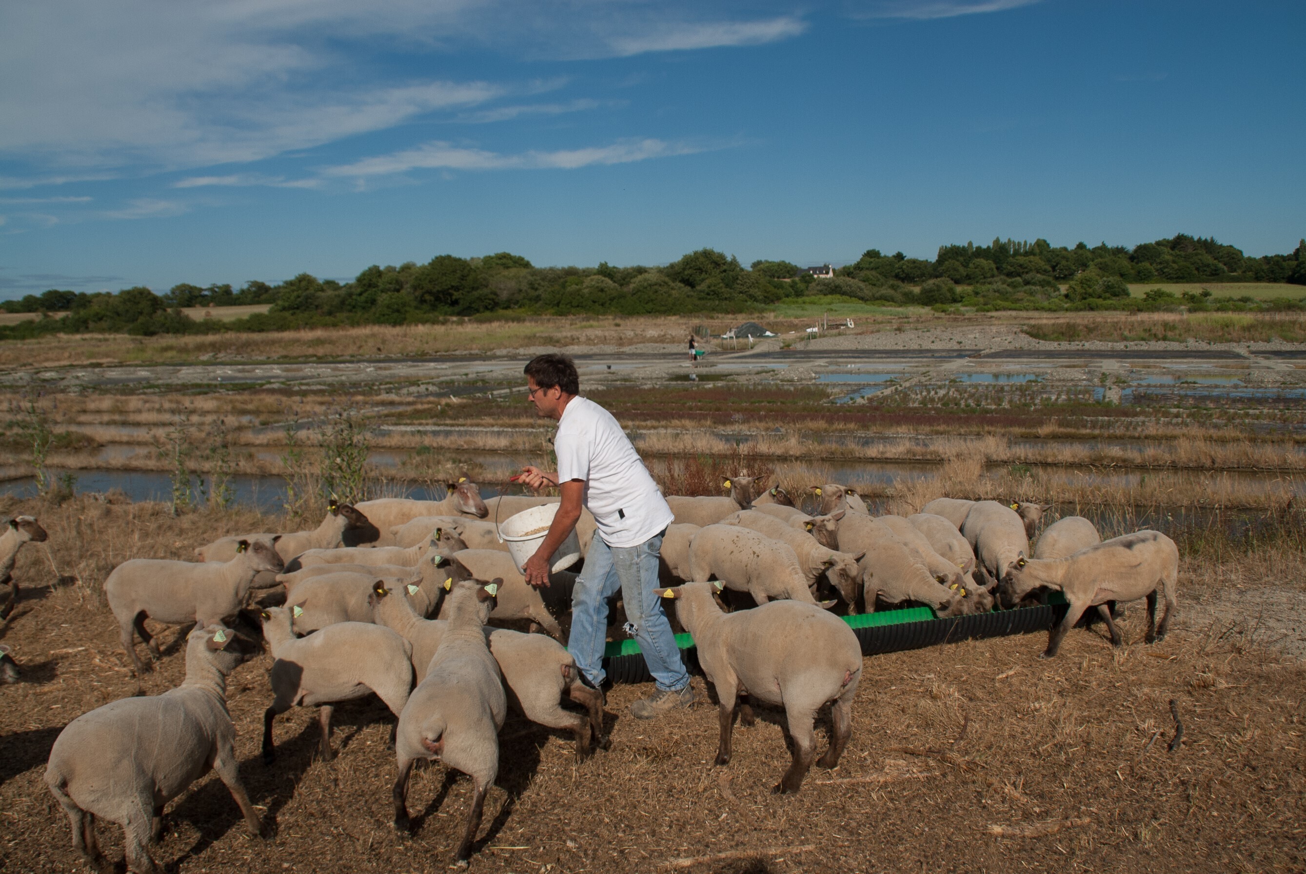 Visite d'élevage de Moutons sur les Marais Salants