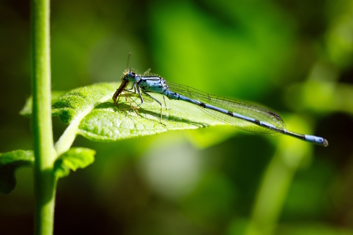 A la découverte des zones humides de la Citadelle