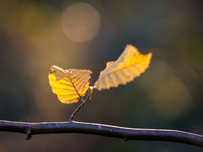 Naturalist walk: "Friends first"