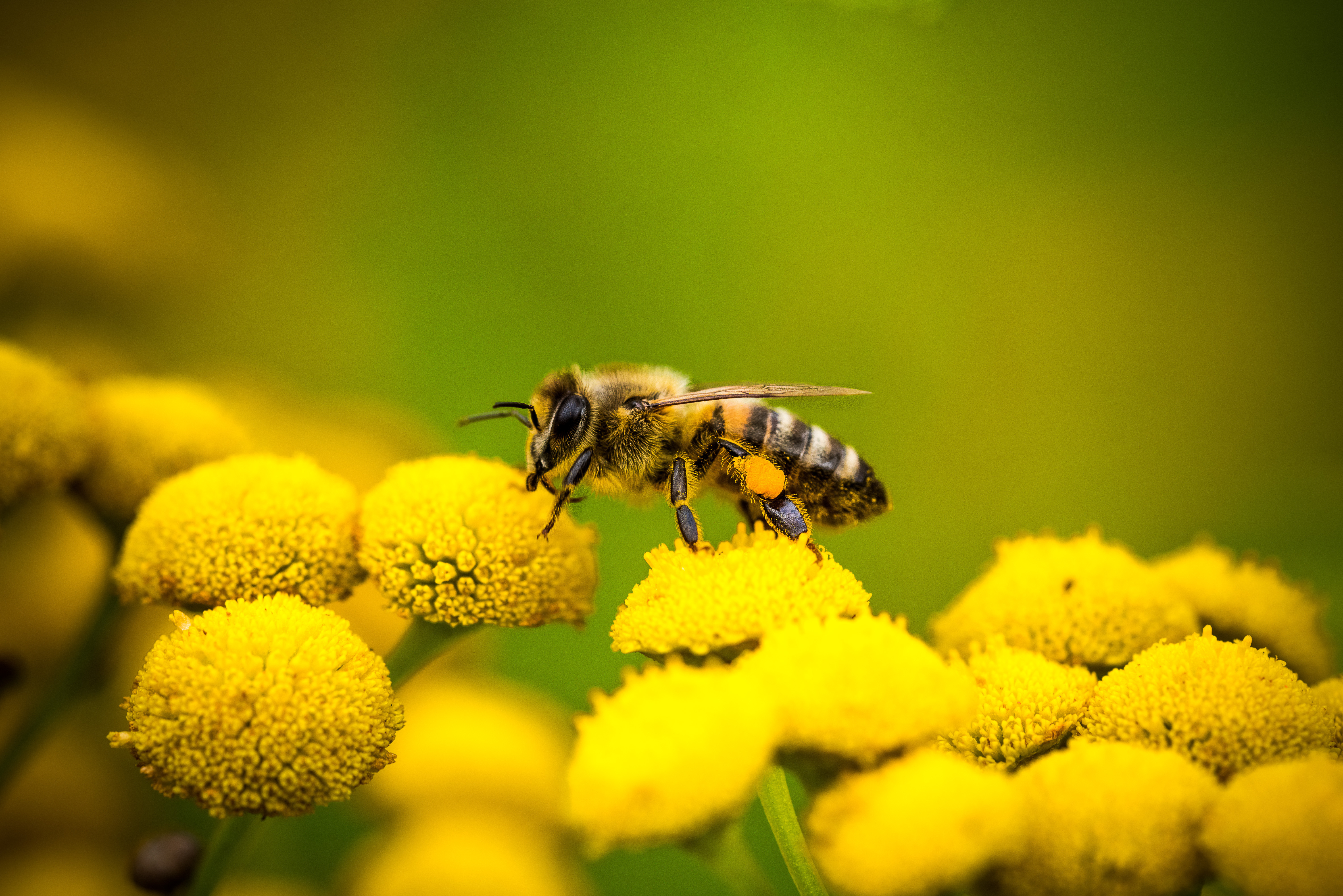 Conférence sur les abeilles