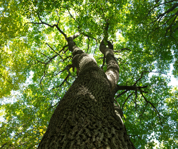 Projection – «The wisdom of our trees» by Thierry Dory