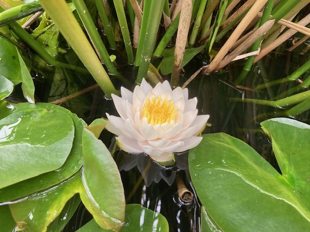 Visite découverte du jardin de La Belle Étoile