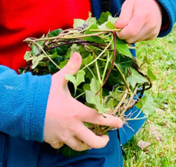MEUDON – Fête de la Nature : tous au jardin !