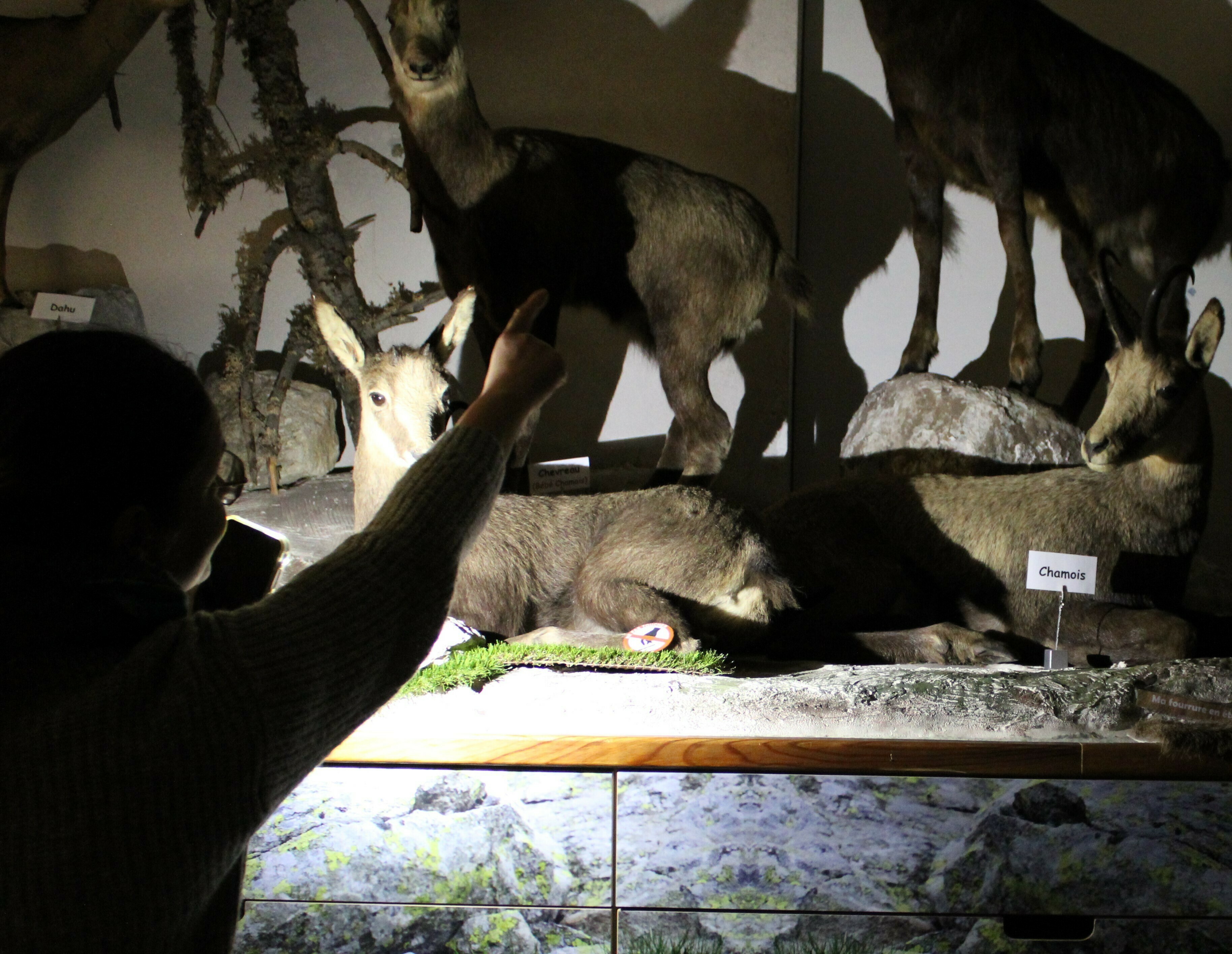 Visite à la lampe torche des animaux des montagnes