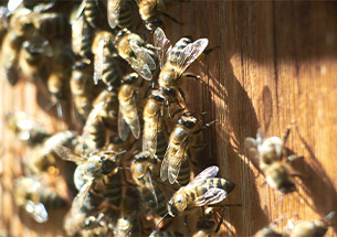 Marché animé « Les Abeilles »
