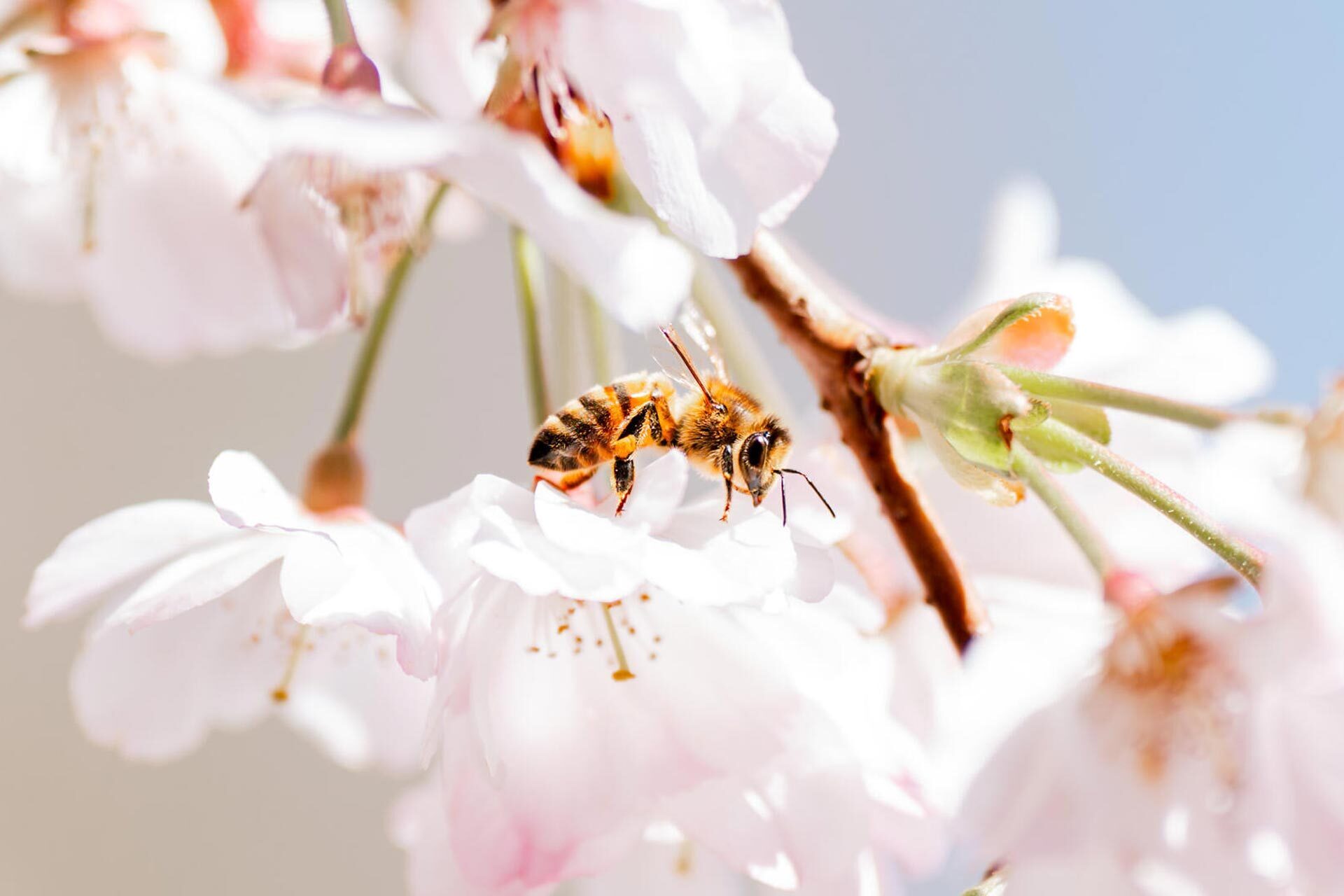 À la recherche de l’abeille sauvage