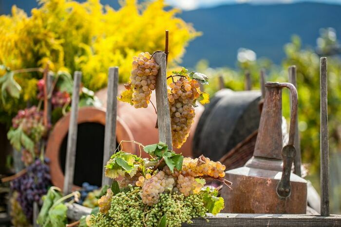 Vins de Géorgie : À la découverte du berceau de la viticulture