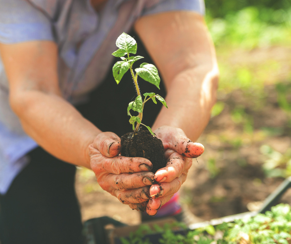 Atelier : « Réussir les plantations »