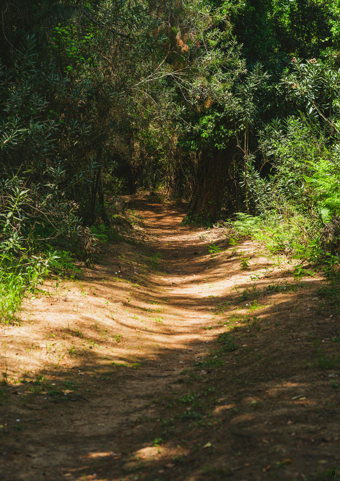 Sortie nature à la découverte des fleurs de sous-bois