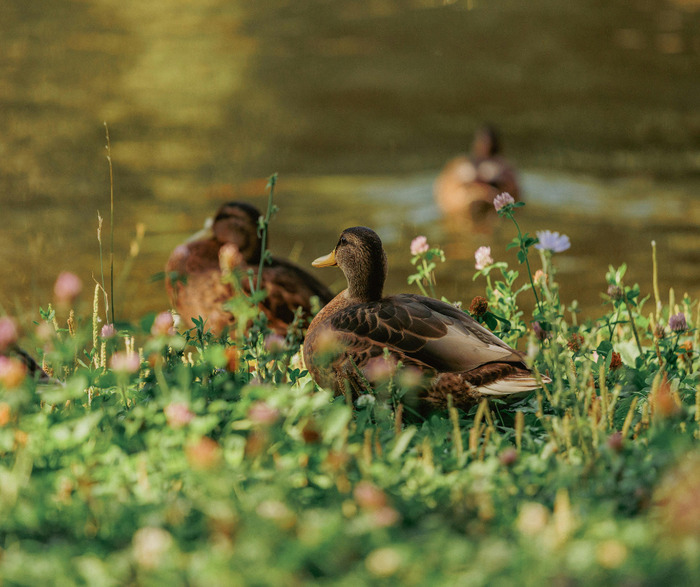 Sortie ornithologique au lac du Héron