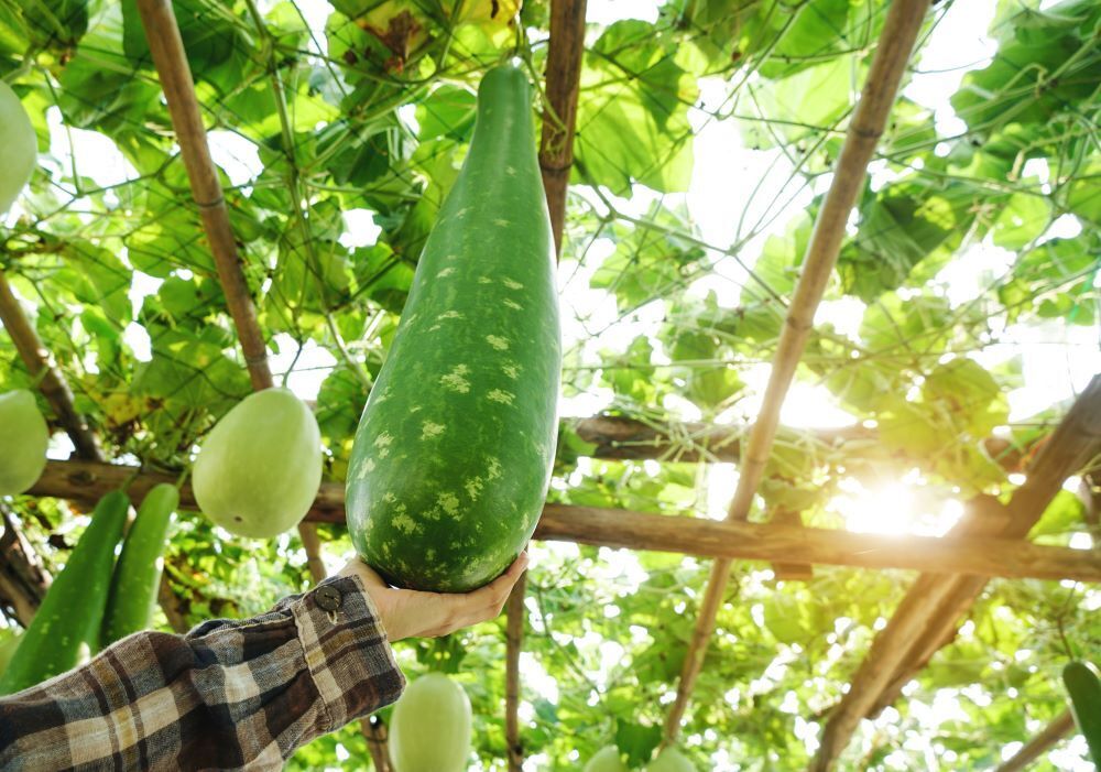 Calebasse : la plante gourde aux milles usages