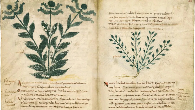 L'herbier de Montmajour