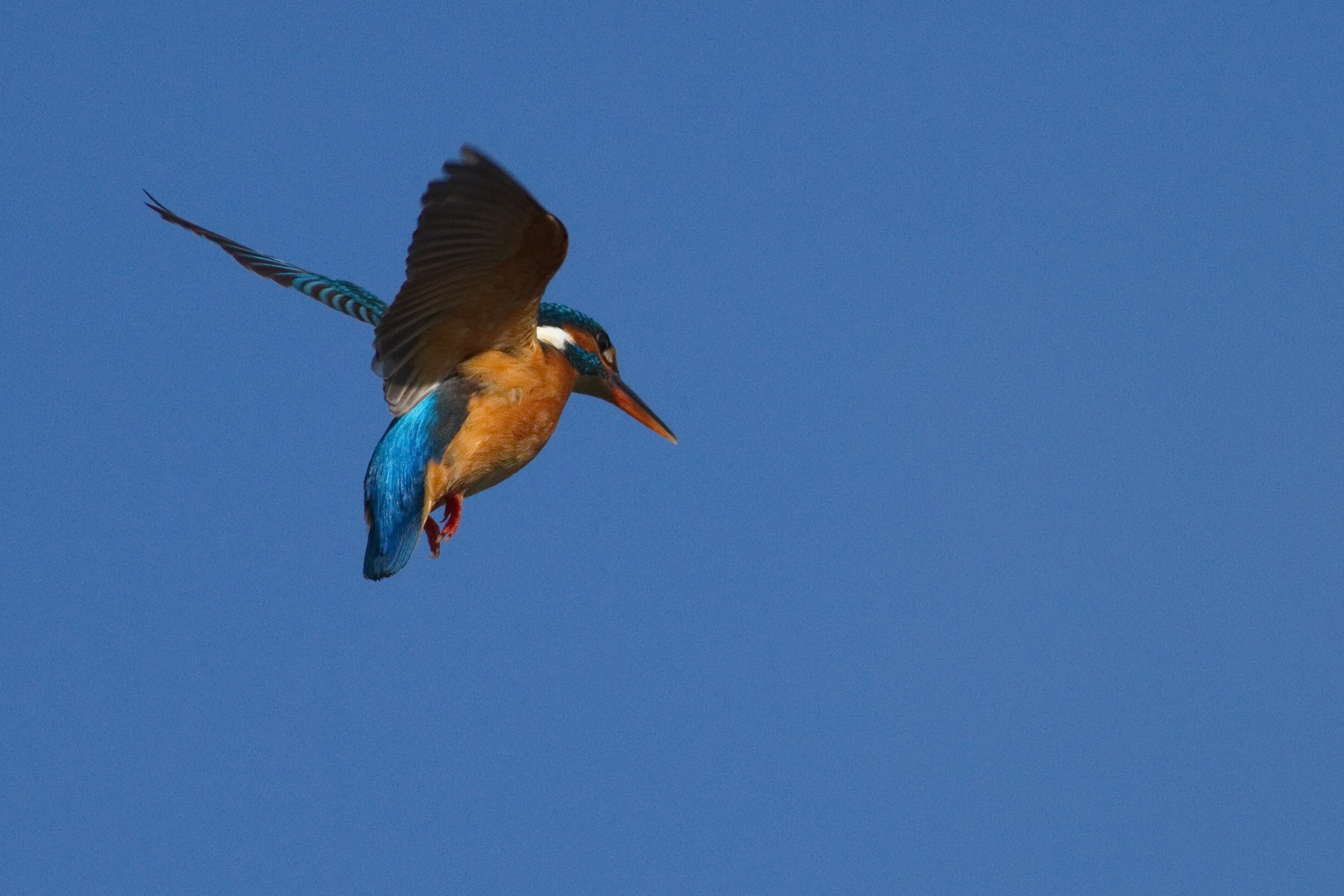 Balade naturaliste : peinture dans les airs