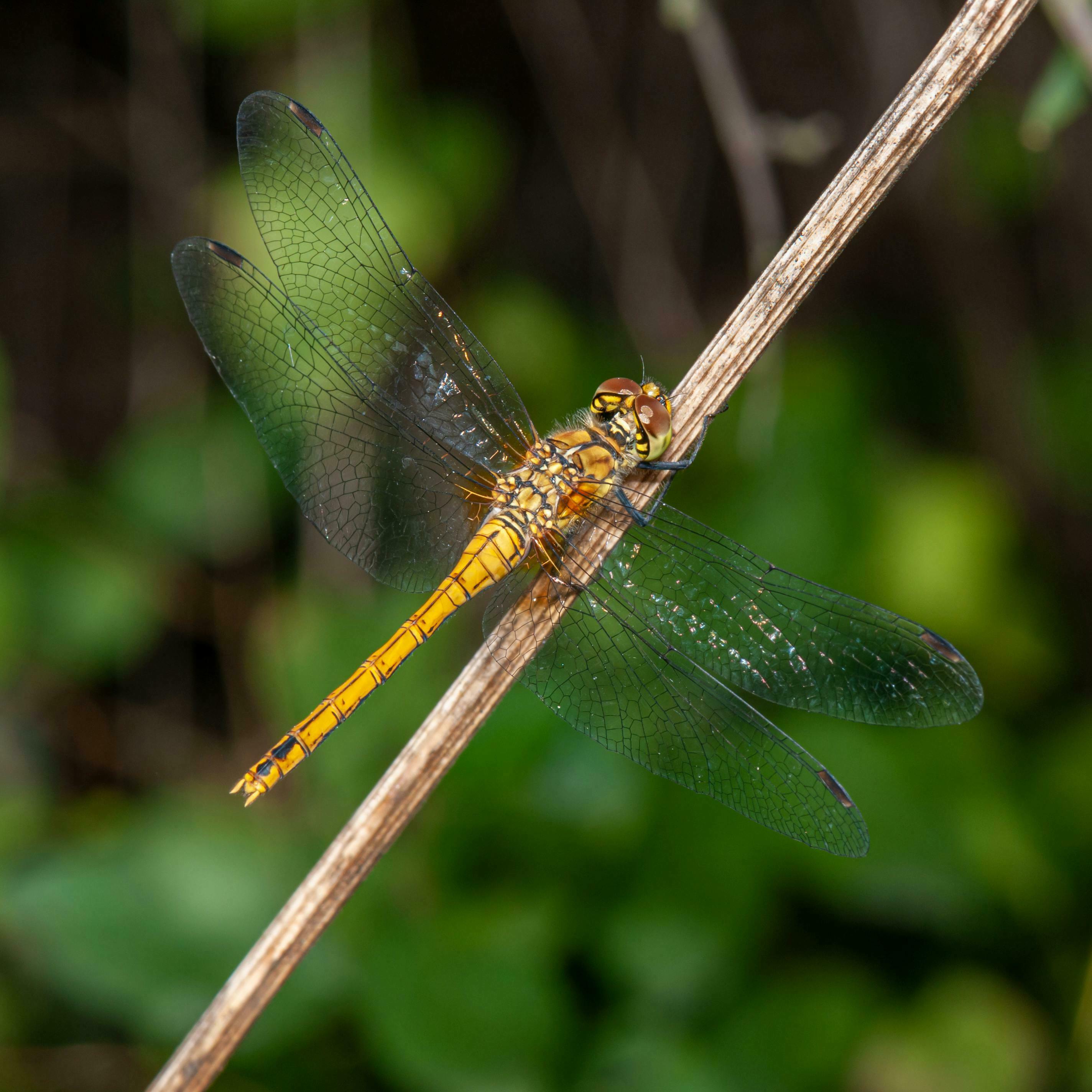 Explorons les insectes dans la nature