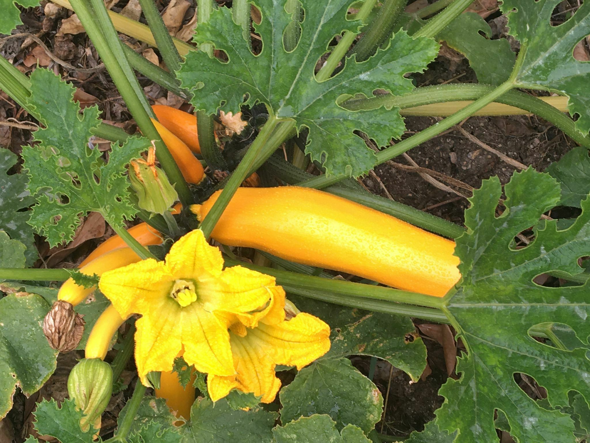 Découverte des jardins de notre ville par le public scolaire