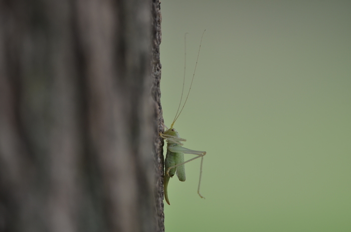 Balade naturaliste : "Musique et nature"