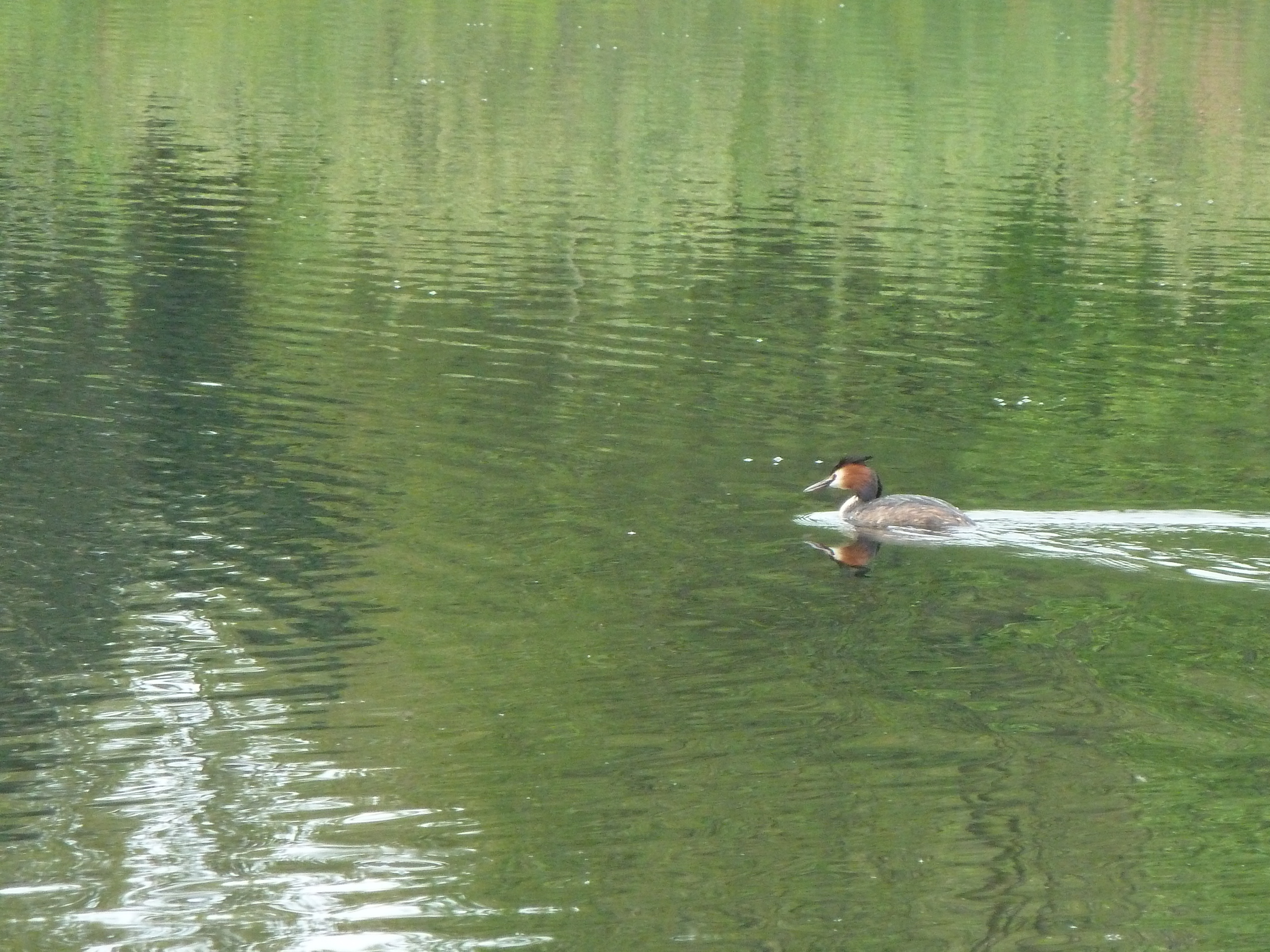 Balade naturaliste : découverte des bassins filtrants