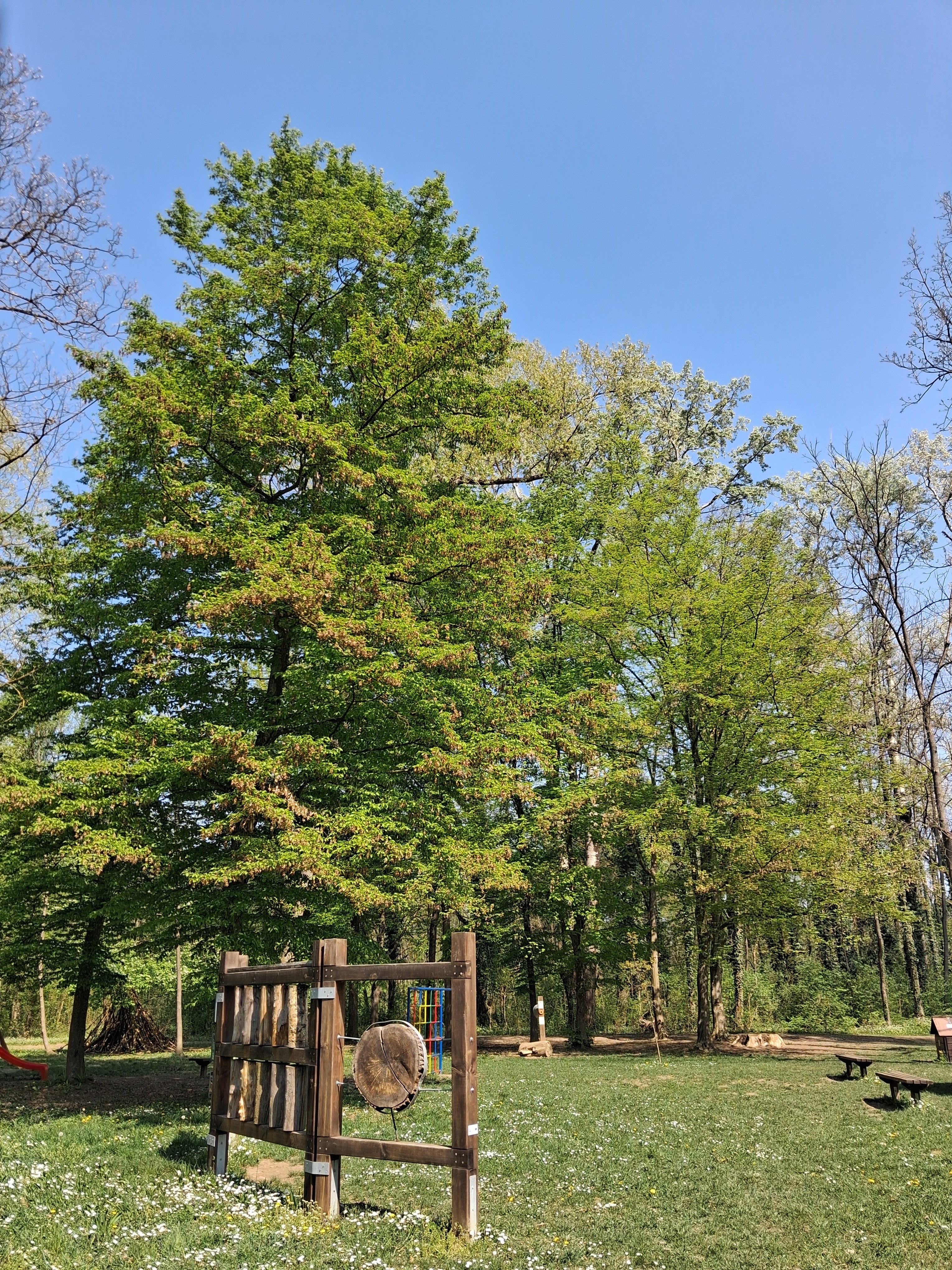 Le sens de la vue dans le parc forestier de la Drave