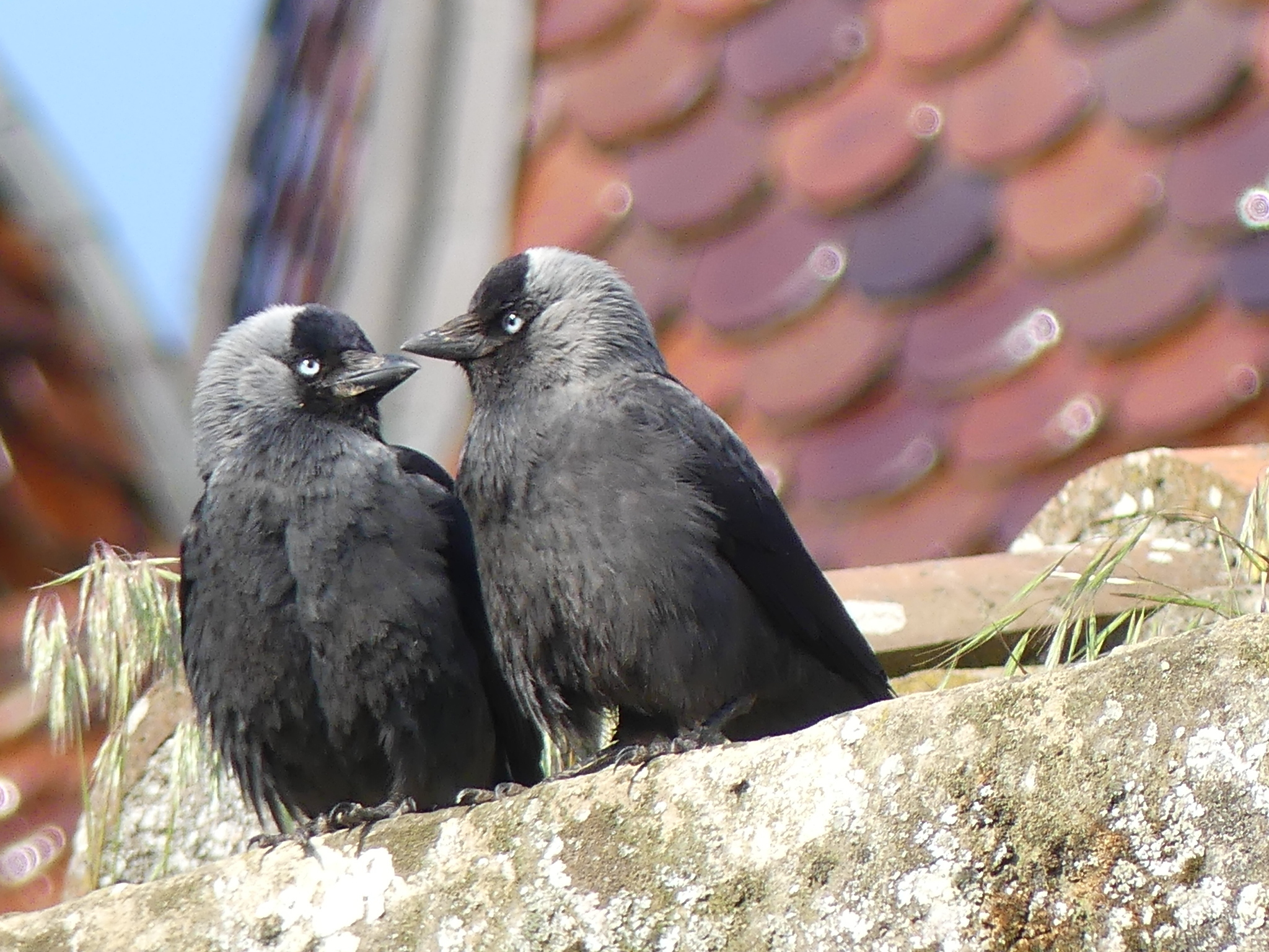 Découverte de la biodiversité : faune et flore sur les sentiers du Bourg.
