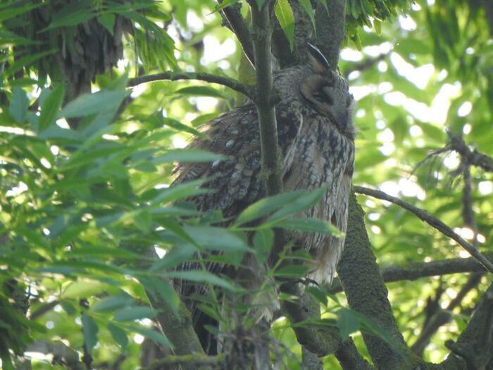 Balade naturaliste : chouette, un hibou !