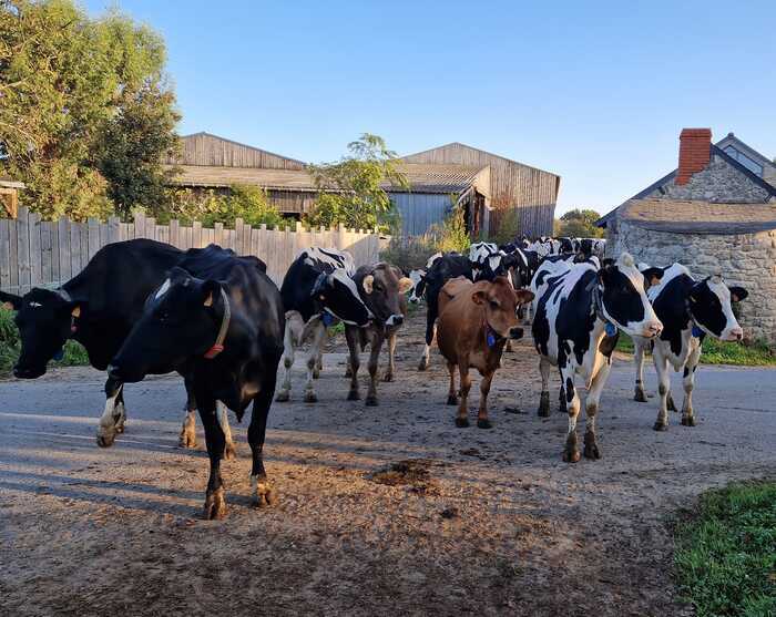 Ferme Lait Prés Verts