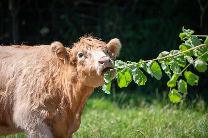 Aidons aux soins des animaux