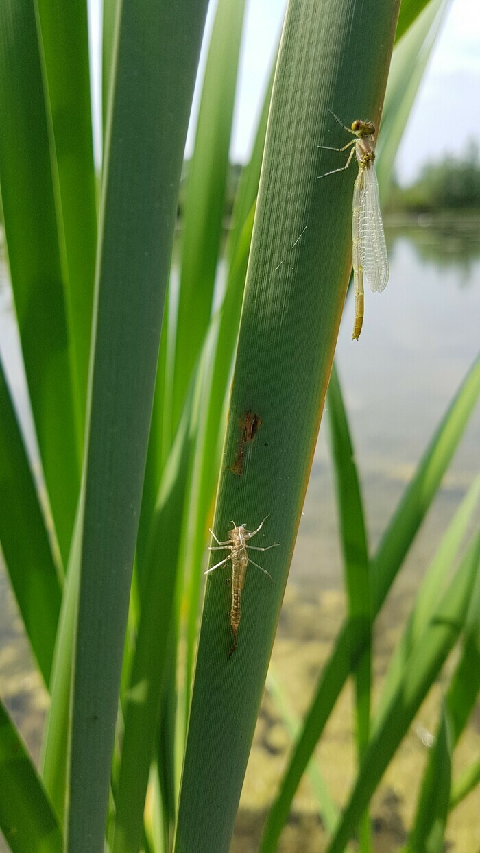 Balade naturaliste : "Libellules à la Gîte"
