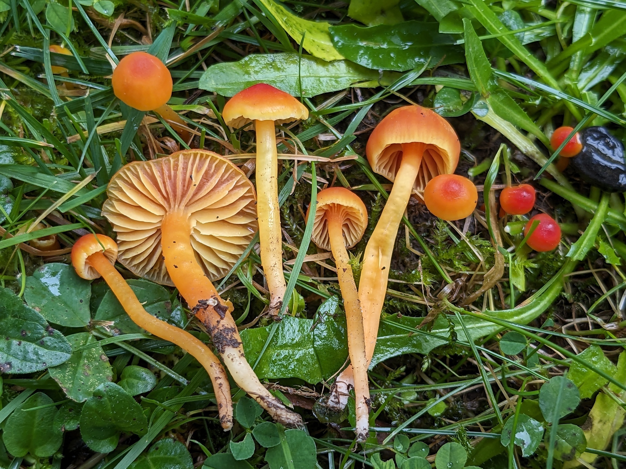 Les secrets du monde fongique : à la découverte des champignons du Jardin Botanique de Genève