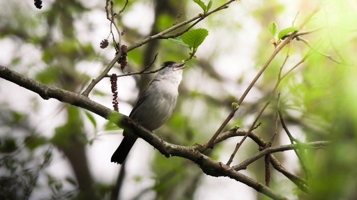 Naturalistic walk: "Edit(h)ons the song of the Piafs"