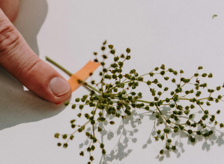 Herbes folles