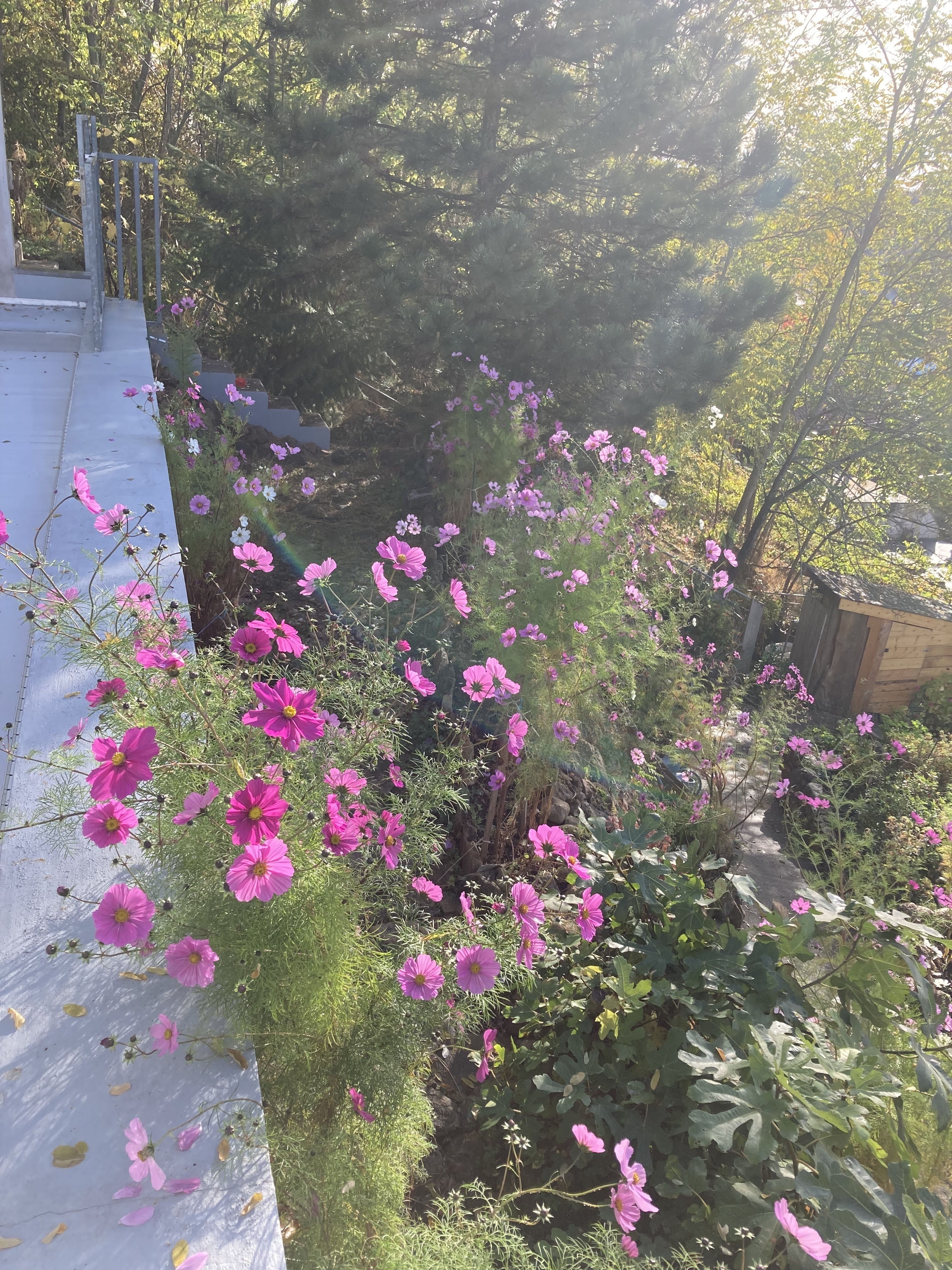 Visite découverte du Jardin de l’Adret