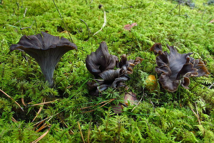 Mystérieux champignons