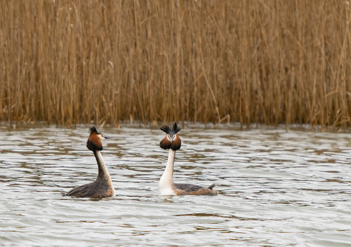 A la rencontre des oiseaux du marais de Fretin