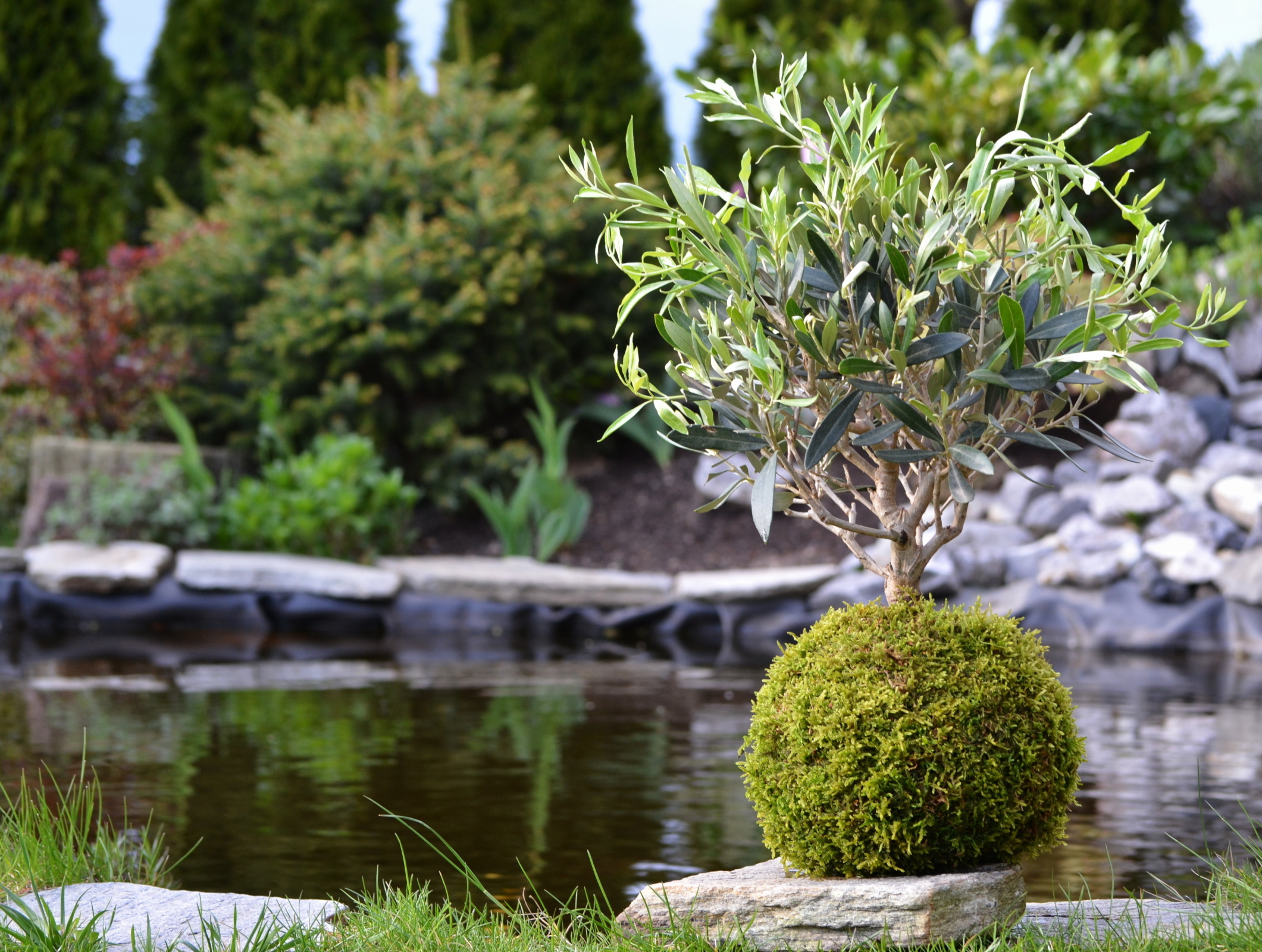 Atelier kokedama : Créez votre jardin suspendu !