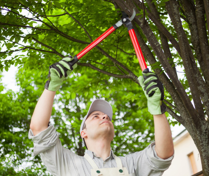 Workshops and trainings – Succeed in tree pruning (theoretical workshop)