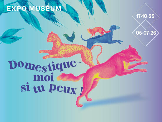 Domestique-moi si tu peux !