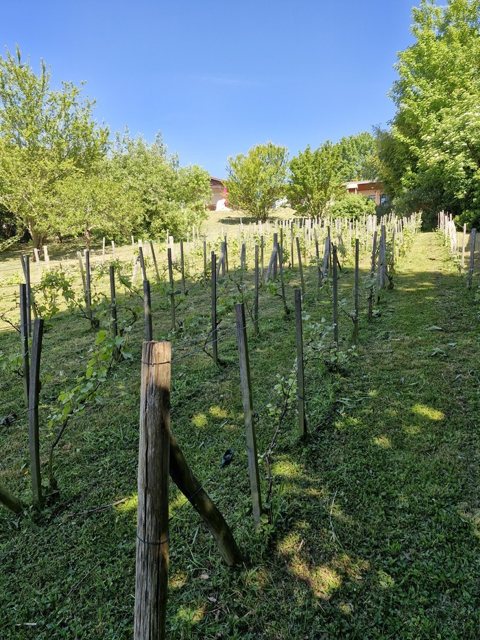 Vignoble du coteau de Thorigny