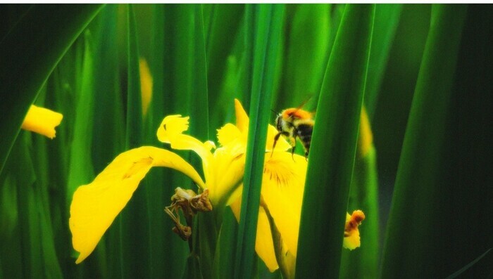 Naturalistic walk: the art of floral seduction