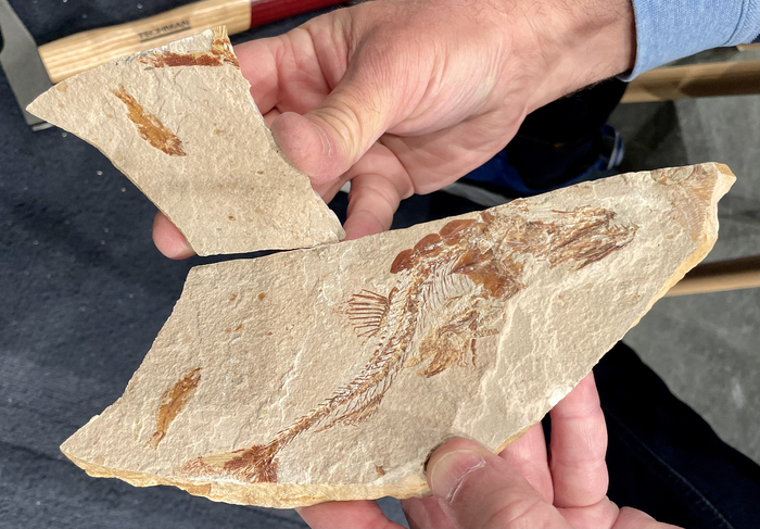 À la découverte des poissons de pierre du Liban