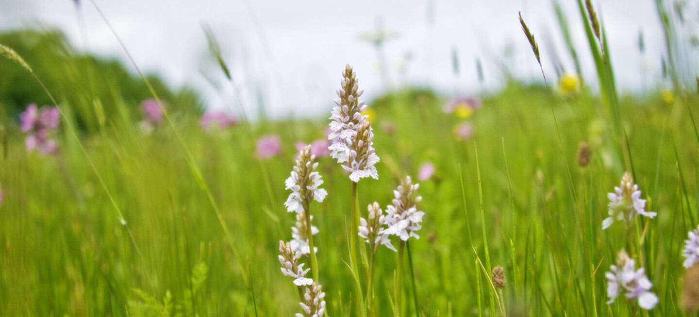 Explorez les orchidées sauvages de Guernesey
