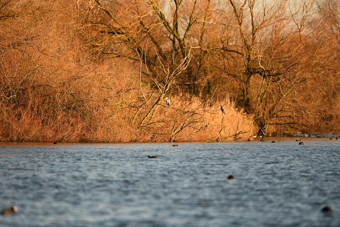 Naturalistic walk: autumn palette
