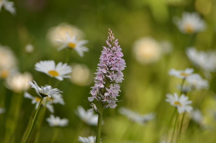 Balade naturaliste : des plantes qui ont tout pour plaire