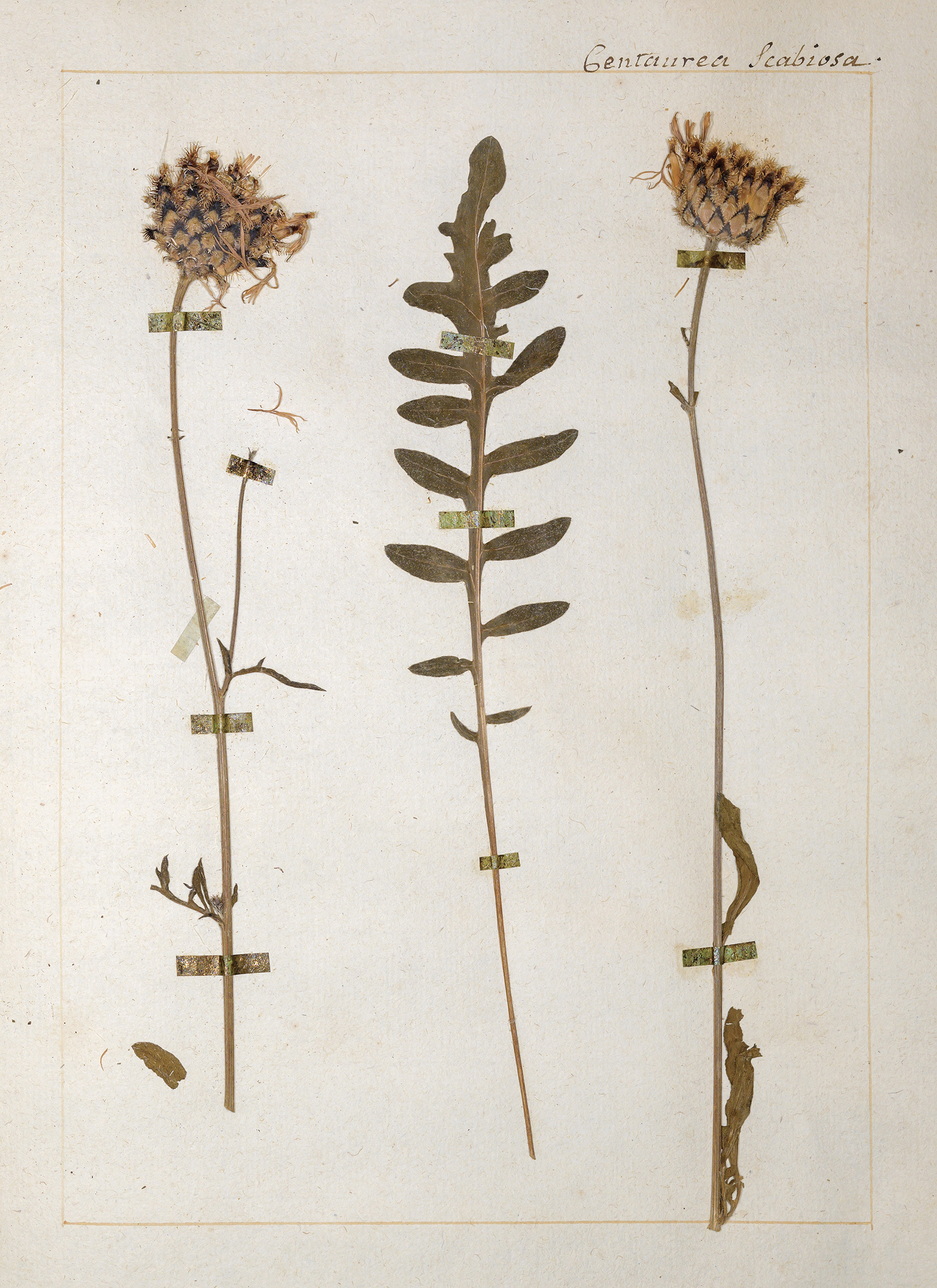 L’herbier de Jean-Jacques Rousseau