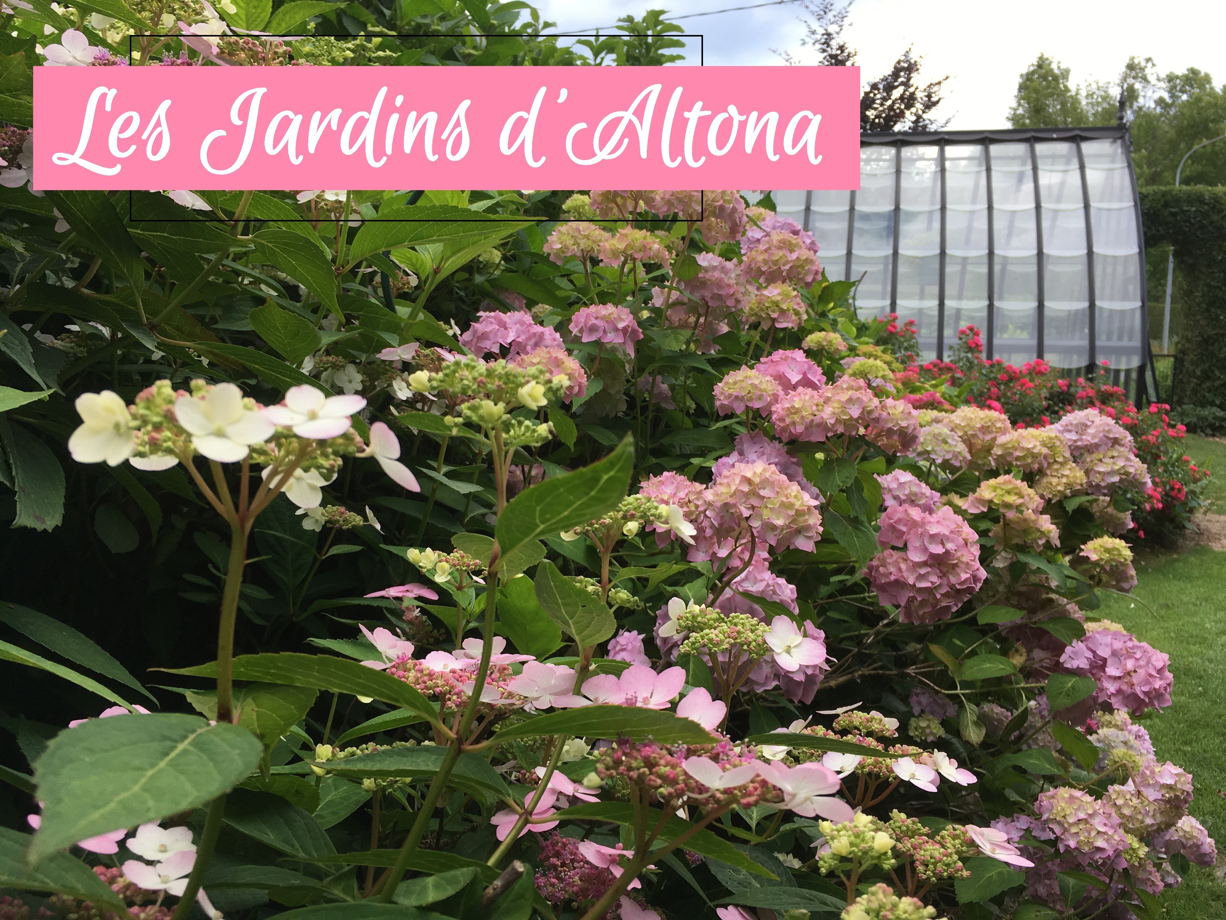 Découverte d'une collection d'hortensias et d'hydrangéas